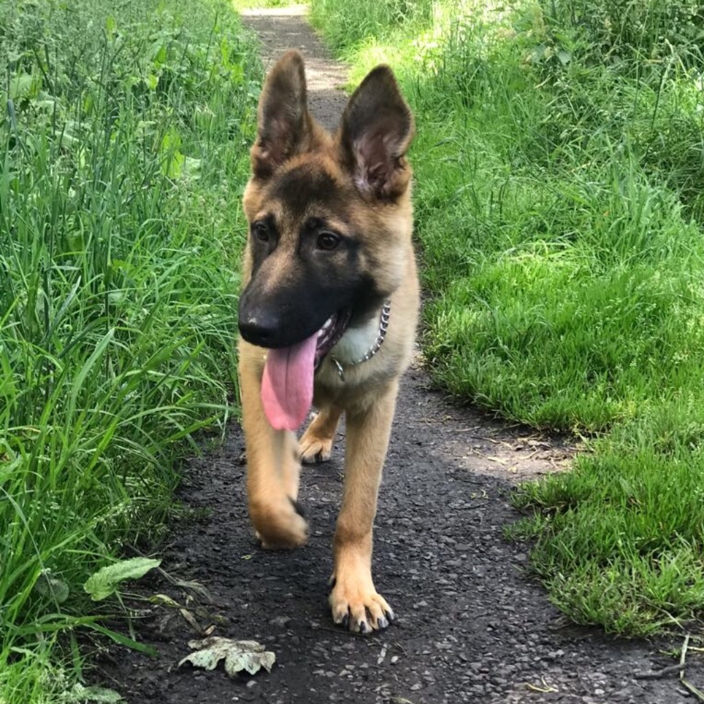 Link: Belgian Malinois dog on PettingClub.com. A Puppy!